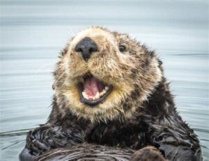 Content Marketing 2 happy otter the best seo agency